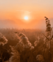 夕阳下的芦苇自然风光9180#横屏 