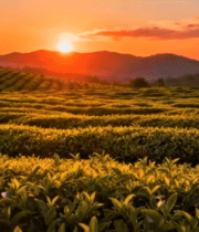 夕阳下的茶园风光7628#横屏 