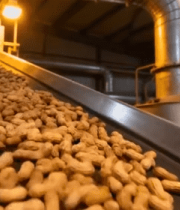 工厂传送带运输花生688#横屏 