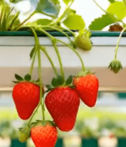 温室种植草莓特写10410#横屏 
