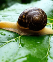 蜗牛爬行在绿叶上特写778#横屏 