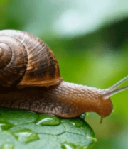 蜗牛在绿叶上爬行特写11744#横屏 