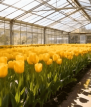 温室中盛开的黄色郁金香5615#横屏 