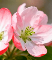 微距特写粉色海棠花10451#横屏 