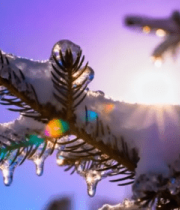 覆雪松枝特写(1)14301#横屏 