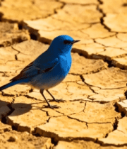 干旱土地上的蓝色小鸟10141#横屏 