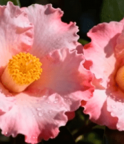 微距特写山茶花素材7936#横屏 