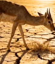 干裂土地上羚羊低头吃草289#横屏 