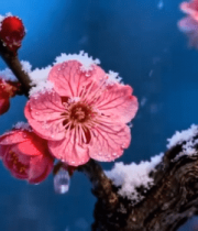 覆雪绽放的粉色梅花特写12052#横屏 