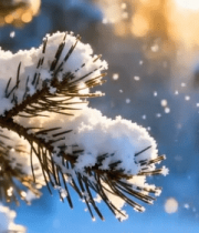 覆雪松枝冬日景象1358#横屏 