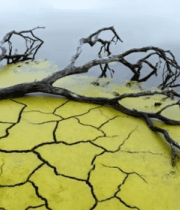 干涸土地与水中枯木景象6952#横屏 