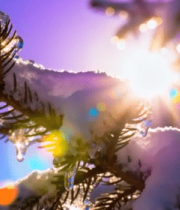 覆雪松枝与阳光特写8743#横屏 