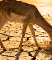 干旱土地上小鹿低头吃草474#横屏 