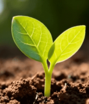 土壤中幼苗生长素材12260#横屏 