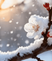 覆雪春花特写10434#横屏 