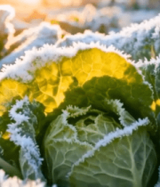 覆霜蔬菜田园景象9380#横屏 