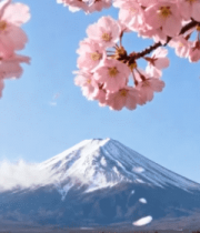 富士山樱花盛开美景352#横屏 