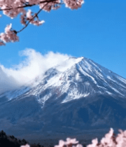 富士山樱花自然风光12564#横屏 