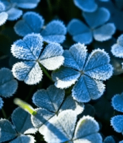 覆霜三叶草微距画面2506#横屏 