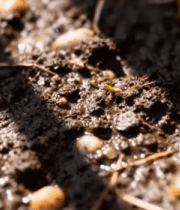 土壤中植物幼苗生长画面12782#横屏 