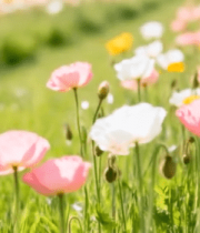 田野多彩花朵自然风光7750#横屏 