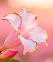 粉色花朵微距特写素材3816#横屏 