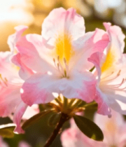 粉色花朵特写3501#横屏 