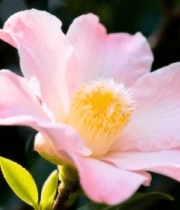 粉色山茶花特写6506#横屏 