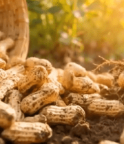 田间竹篮中散落的新鲜花生12268#横屏 