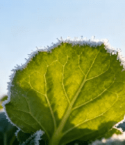 覆霜绿叶微距素材5253#横屏 