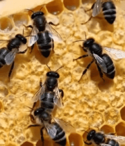 蜂巢上忙碌的蜜蜂特写8016#横屏 