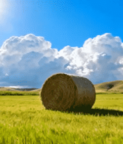 田野中阳光下的干草卷7563#横屏 