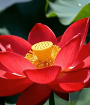 特写盛开的红色荷花1591#横屏 