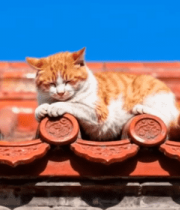 特写绽放的粉色樱花花枝13955#横屏 