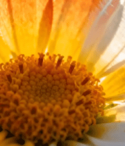 特写花朵素材12622#横屏 