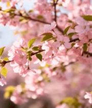 特写盛开的粉色樱花枝9039#横屏 