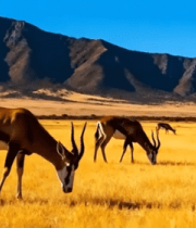 非洲草原羚羊群活动素材12357#横屏 