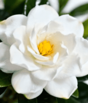 特写白色栀子花及绿叶1335#横屏 