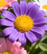 多彩花卉特写素材(1)12387#横屏 