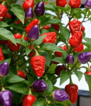 	 多彩辣椒植株特写10317#横屏 