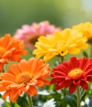 多彩菊花特写(1)2572#横屏 