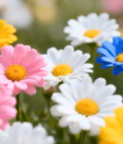 多彩鲜花微距画面11552#横屏 