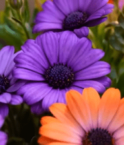 多彩花卉特写画面10997#横屏 