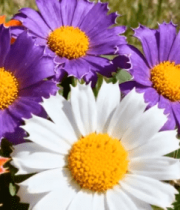 多彩花朵微距特写5440#横屏 