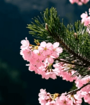 松树旁绽放的粉色樱花2467#横屏 