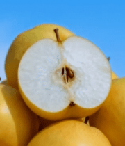 堆叠的黄色梨子特写6630#横屏 