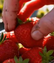 塑料盒装新鲜草莓1829#横屏 