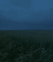 随风摇曳的草地8952#横屏 