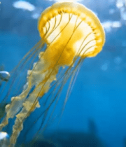 水中游动的黄色水母素材13034#横屏 