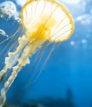 水中游动的黄色水母素材13034#横屏 